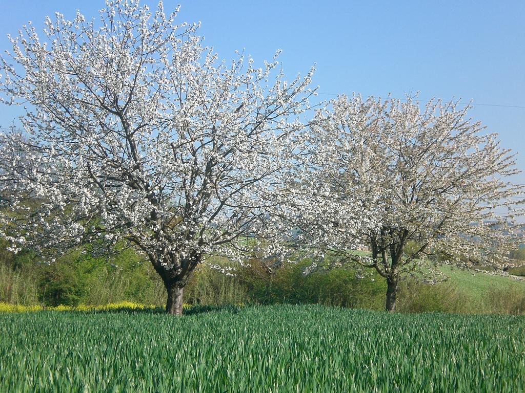 I Ciliegi Bed and Breakfast Osimo Exterior foto