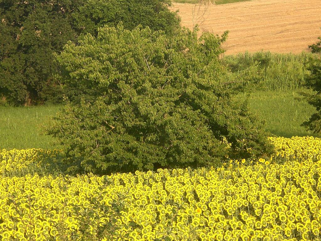 I Ciliegi Bed and Breakfast Osimo Exterior foto