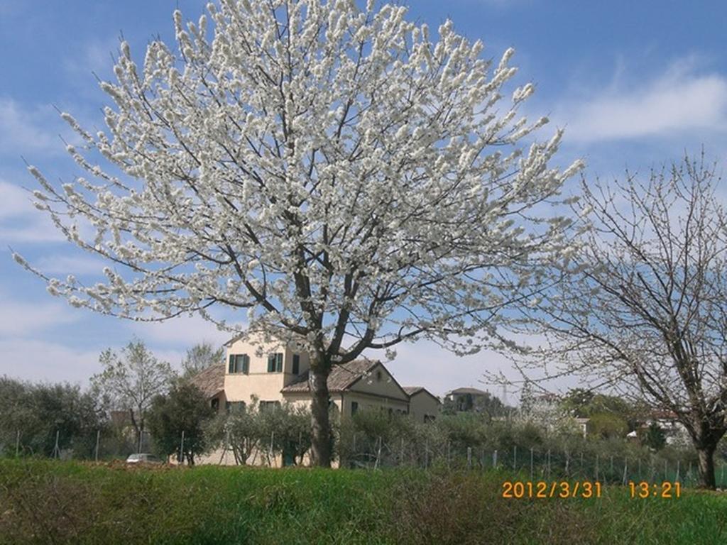 I Ciliegi Bed and Breakfast Osimo Exterior foto